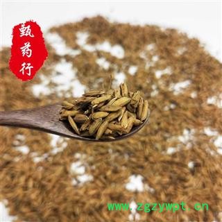 谷芽 统货 一手货源批发1公斤装炒谷芽 甄选药材行 为你真选好药材图4