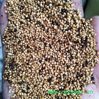 谷芽 新到清炒谷芽干净无杂质，实物拍摄 产地 山东省图3