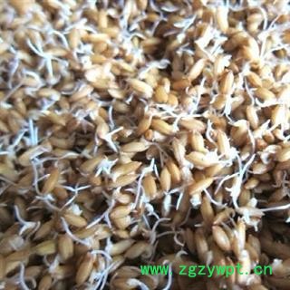 谷芽 选 产地 河北省 批发各种冷背中草药个子图2