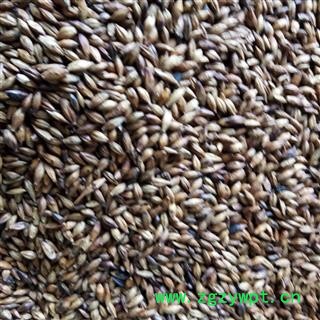 大麦 炒大麦 大麦芽 泡茶用炒大麦  产地 安徽省图2