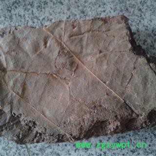 儿茶 方儿茶 统 产地 海外图2