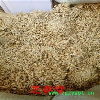 芽 中药材批发无硫麦芽产地直销 量大从优规格齐全 另有稻芽谷芽图4