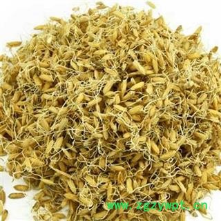 吉康药业稻芽另有炒稻芽今年新货量大从优图2