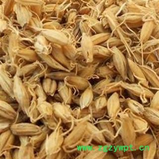 麦芽 麦芽统货麦芽统货 粒粒有芽今年新货 无硫 无虫蛀无霉变 干度好 发芽率高 产地 山东省图2