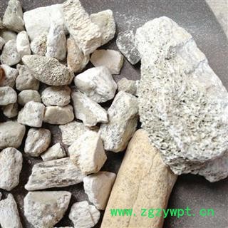 龙骨 龙骨选货 产地 宁夏回族自治区 凯捷中药图4