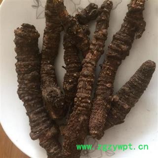 羌活 蚕羌个 产地 四川 华美中药 产地直销 重在品质图2