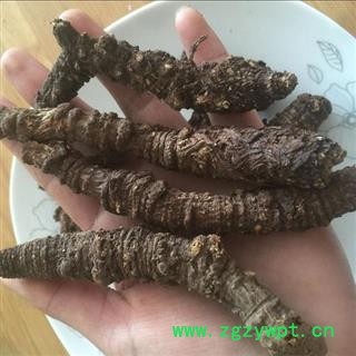 羌活 蚕羌个 产地 四川 华美中药 产地直销 重在品质图4