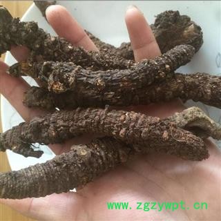 羌活 蚕羌个 产地 四川 华美中药 产地直销 重在品质图3