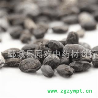 【淡豆豉】@【同欢药材】中药材批发供应  规格齐全 量大从优 产地 山东省图3