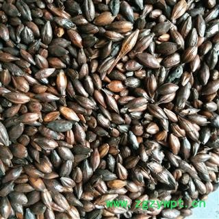 麦芽 焦麦芽 选货 产地 河南省图2