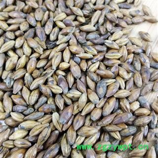 大麦芽 大麦茶  炒大麦 泡茶喝 花茶选货 产地 安徽省图2