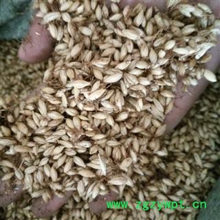 麦芽  95%以上出芽率 产地 山东省济南市槐荫区图2