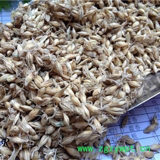 麦芽  95%以上出芽率 产地 山东省济南市槐荫区图3