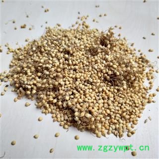 谷芽 生谷芽 选 产地 河北省图2