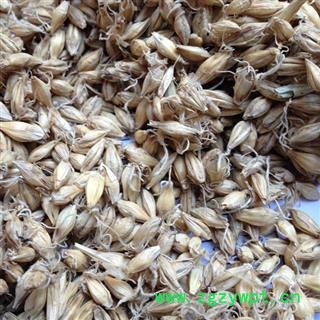 全麦芽 麦芽 统货  生麦芽 产地 河南省安阳市文峰区图2