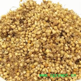 吉康药业生谷芽另有炒谷芽量大从优图2