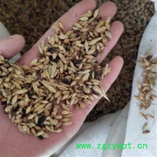 新辉药业麦芽  另有生麦芽 谷芽 稻芽图2