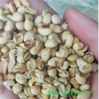 新辉药业大豆卷 大豆黄卷 大豆蘖 黄卷 黄卷皮图2