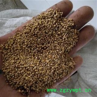 炒谷芽 正品保证质量7天无理由退货退款 安品堂图4