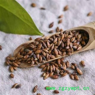 大麦茶 茶用大麦茶正品保证质量 中药材批发 丽丽药业图3