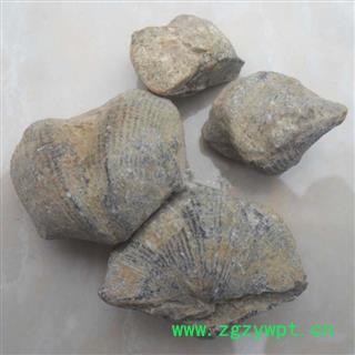 批发中药材石燕 石燕子 各种矿石 量大从优图4