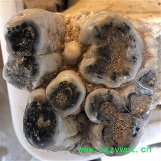 龙齿 正品纯龙齿 产地 甘肃省图3