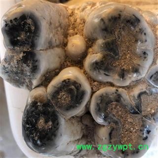 龙齿 正品纯龙齿 产地 甘肃省图2