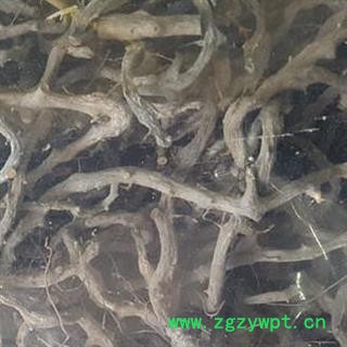 圣草康园水龙骨 青石莲图2