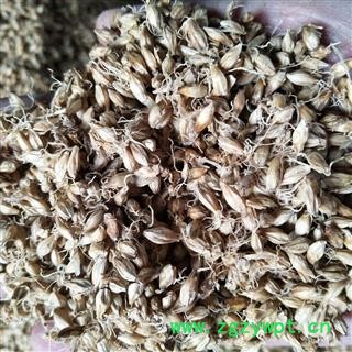 麦芽 麦芽统货 产地 山东省图3