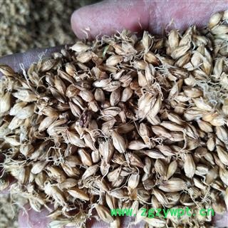麦芽 麦芽统货 产地 山东省图4