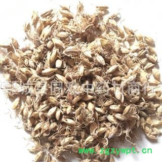 【麦芽】@【同欢药材】中药材批发供应  规格齐全 量大从优 产地 山东省图2