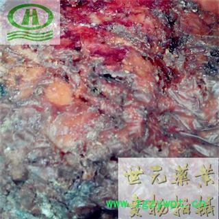 世元药业 五彩阿魏 正品最纯原膏 达国家药监 用途广泛图2