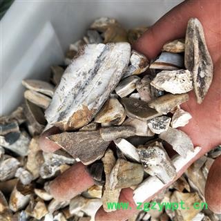 青龙齿 青龙齿统货 产地 甘肃省图2