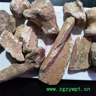 五花龙骨 实图拍摄新货正品水洗锻龙骨，自己加工地道药材炒锻龙骨 产地 甘肃省图2