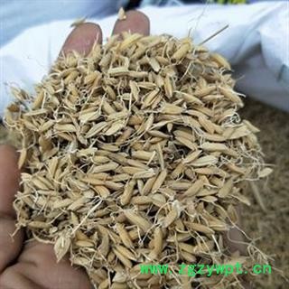 新辉药业稻芽 生稻芽 另有谷芽 麦芽图3