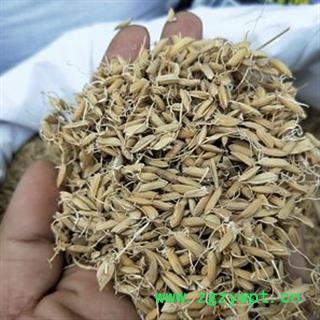 新辉药业稻芽 生稻芽 另有谷芽 麦芽图2