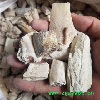 龙齿选 产地 甘肃  中药材图4