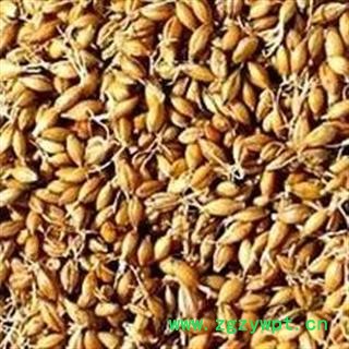 麦芽 统货 产地 安徽省 产地直供 支持线上保障交易 安徽省冰源堂药业经营品3000余种中药材【冷背中药材】图2