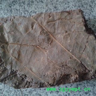 儿茶  儿茶膏 老儿茶  统  产地 云南图2