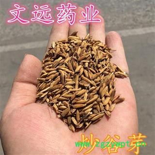 谷芽 谷芽 选  炒谷芽 产地 湖北省襄阳市图2