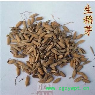 谷芽 谷芽 选  炒谷芽 产地 湖北省襄阳市图3