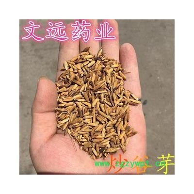 谷芽 谷芽 选  炒谷芽 产地 湖北省襄阳市