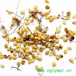 谷芽 炒谷芽统货 产地 山东省 产地直销 重在质量图3