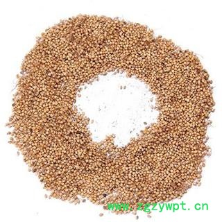 谷芽 炒谷芽统货 产地 山东省 产地直销 重在质量图2