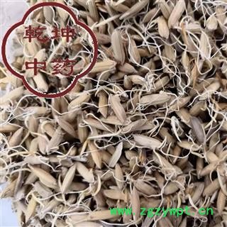 谷芽 统货 高含量 产地 四川省【诚信经营 品种齐全】图2