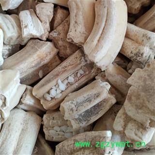 青龙齿 精选龙齿  图片与实物一致 产地 甘肃省图2