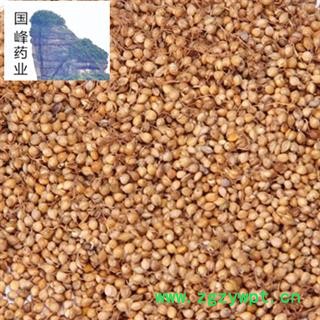 谷芽 芽多 颜色好 无虫蛀 足干 国峰药业 重在品质 产地 山东省图2