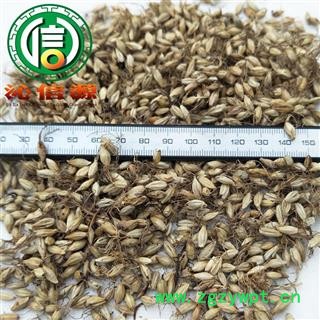 【满包邮】麦芽炒货统货散装四川产地直供炒麦芽沁信源中药批发图2