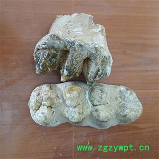 圣草康园龙齿 青龙齿杂质少图2