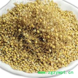 谷芽 新货发芽率高 另有炒谷芽10元 重在品质瑞森药材行图2